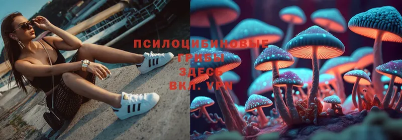 Галлюциногенные грибы Psilocybe  Белореченск 